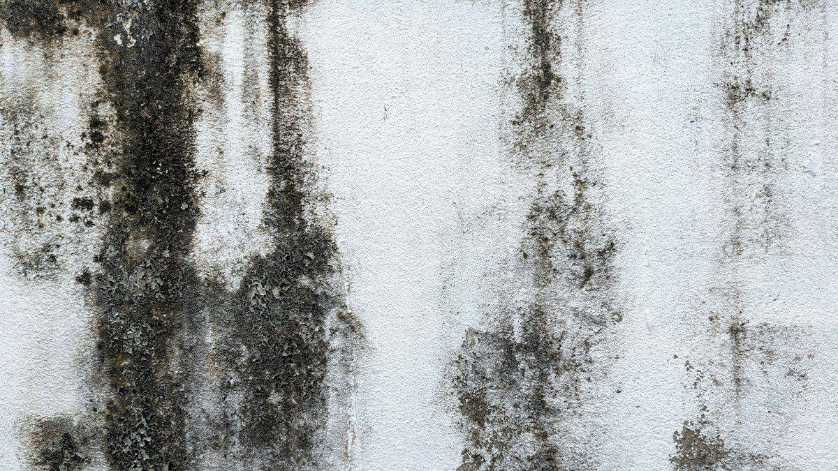 Black mould growing on a white wall
